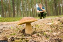 Тульское МЧС напомнило правила сбора грибов 