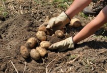 Суд решит судьбу отца и дочери, которые хотели похитить 850 килограмм картошки 
