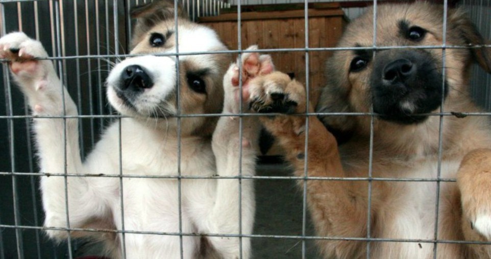Безнадзорных собак в Новомосковске станет меньше