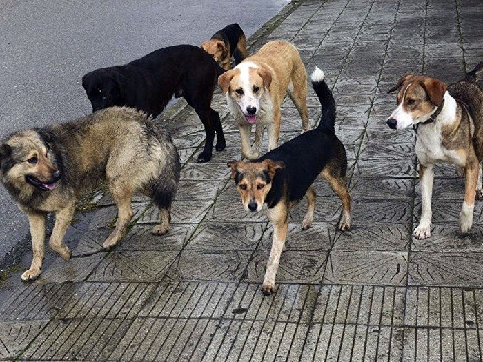 Новомосковских почтальонов вооружат против собак
