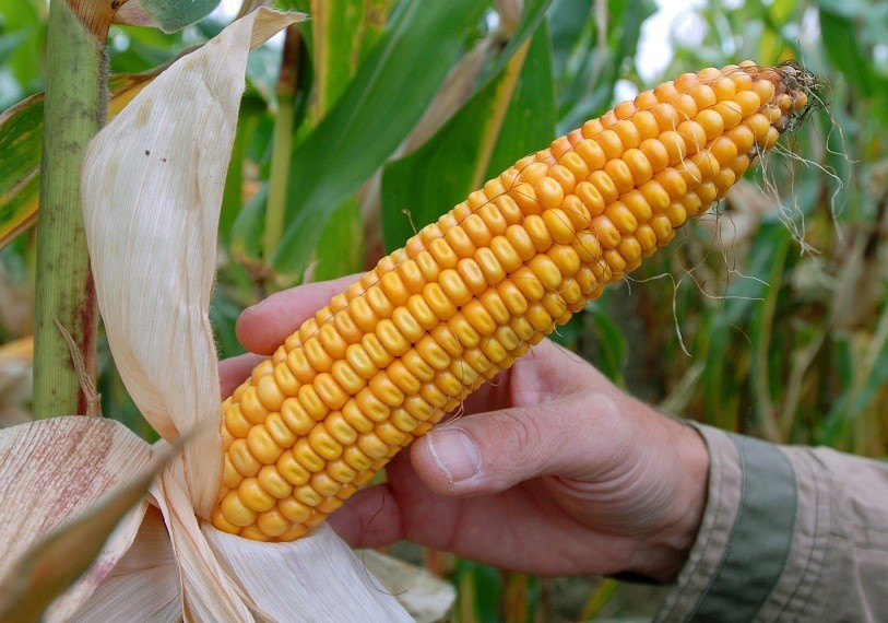 Под Новомосковском мужчина украл 450 кг кукурузы