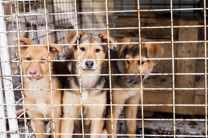 В Новомосковске продолжается борьба с бродячими собаками