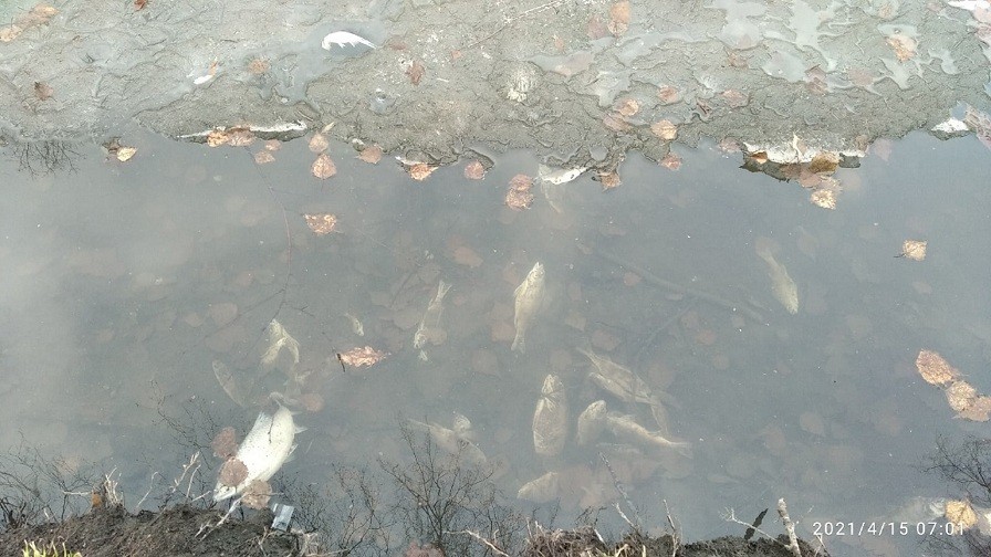 В Детском парке в одном из прудов задохнулась рыба