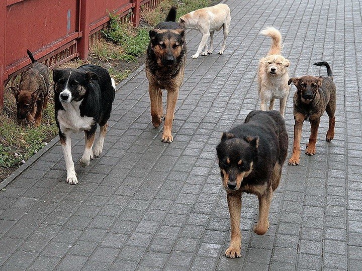 Узловчанка отсудила у администрации 10 тысяч рублей за нападение на нее стаи собак