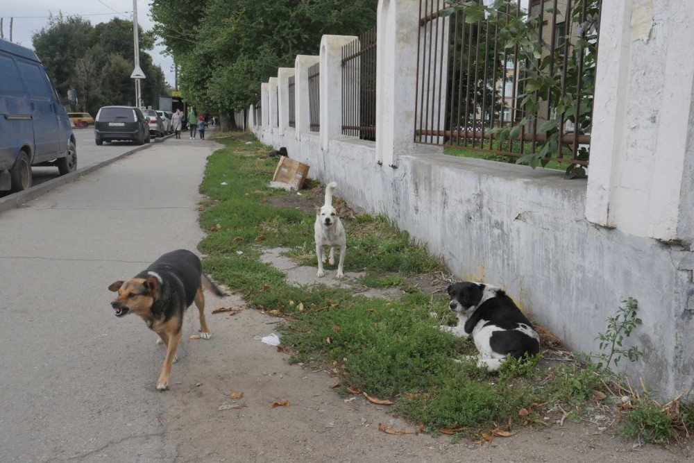 В Новомосковске с марта этого года отловили 230 беспризорных собак