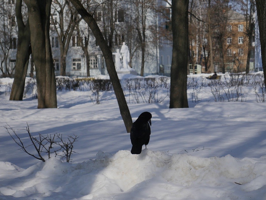 Погода в Новомосковске 17 января: оттепель и без осадков