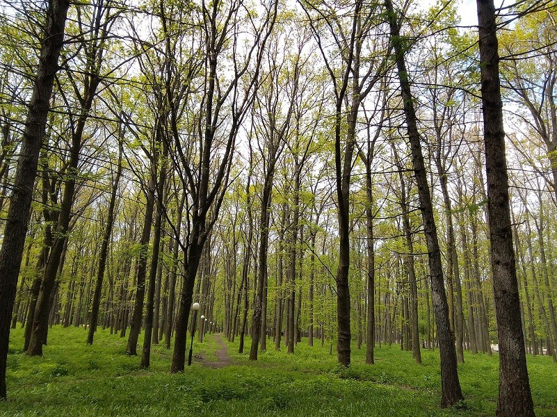 Тульская область стала лидером среди регионов России по динамике роста лесных доходов