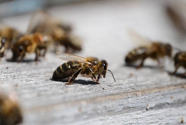 Вниманию пчеловодов: обработка полей