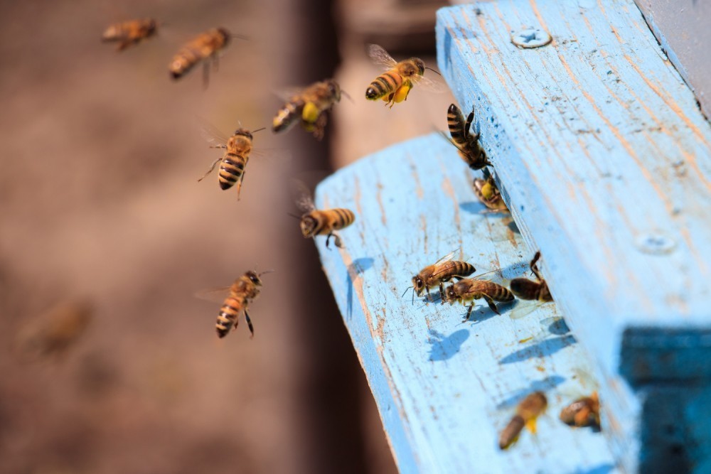 Вниманию пчеловодов: обработка полей