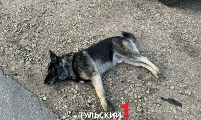 Жители соседнего Донского сообщили о массовой гибели собак