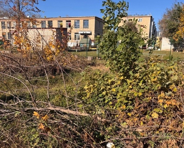 На улице Маяковского уберут свалки порубочного и бытового мусора